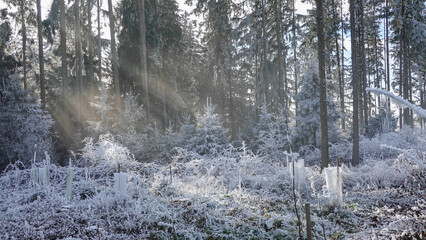 Winterspaziergang mit Rauhreif
