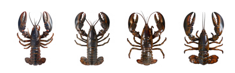 Four detailed top down views of uncooked lobsters arranged in a row isolated on transparent background