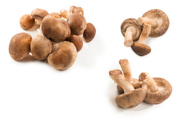 Shitake tasty mushroom isolated on white background.