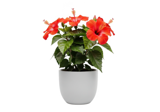 Vibrant red hibiscus flower plant in a white pot isolated on transparent background