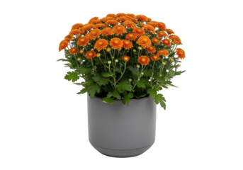 Orange flowers in a pot  isolated on transparent background
