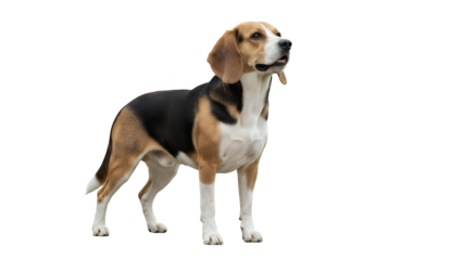 Tri-color beagle dog standing isolated on white background