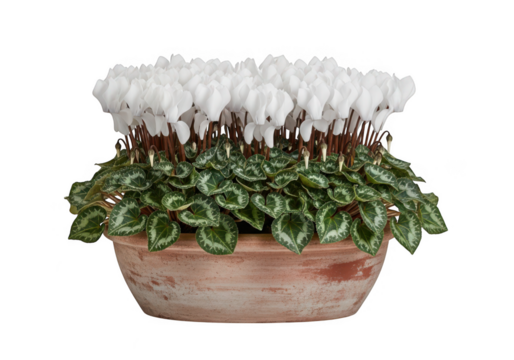 A beautiful potted plant with white flowers and green leaves isolated on transparent background - Powered by Adobe