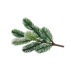 Snow-Dusted Pine Branch Showcasing Lush Green Needles Surrounded by Frost on a Solid Dark Background, Perfect for Seasonal Themes on Transparent Background