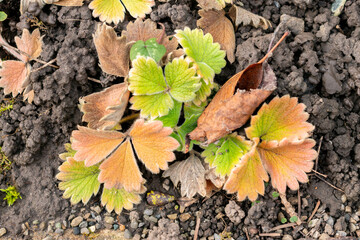 Potentilla Megalantha plant in Saint Gallen in Switzerland 13.11.2025