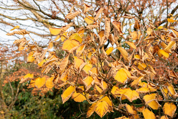 Chinese witch hazel or Hamamelis Mollis plant in Saint Gallen in Switzerland 13.11.2025