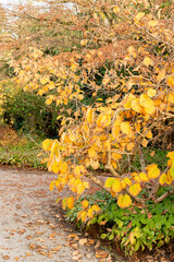 Chinese witch hazel or Hamamelis Mollis plant in Saint Gallen in Switzerland 13.11.2025