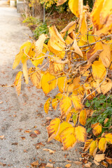 Chinese witch hazel or Hamamelis Mollis plant in Saint Gallen in Switzerland 13.11.2025