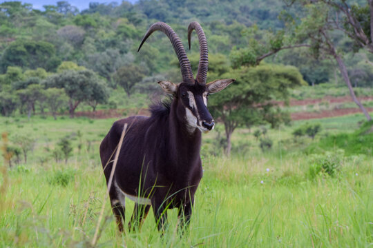 A sable antelope in a nature reserve in Africa