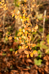 Nothofagus Antarctica plant in Saint Gallen in Switzerland 13.11.2025