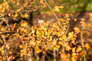 Nothofagus Antarctica plant in Saint Gallen in Switzerland 13.11.2025