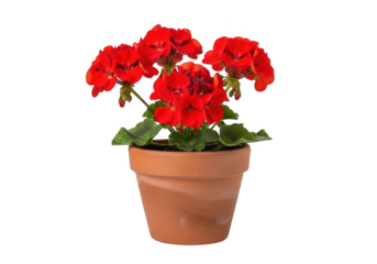 Vibrant red geranium flowers in a terracotta pot isolated on transparent background