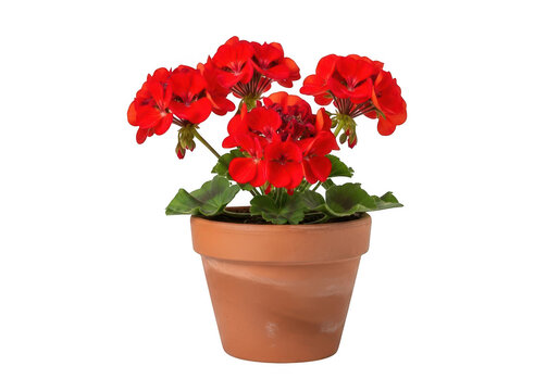 Vibrant red geranium flowers in a terracotta pot isolated on transparent background - Powered by Adobe
