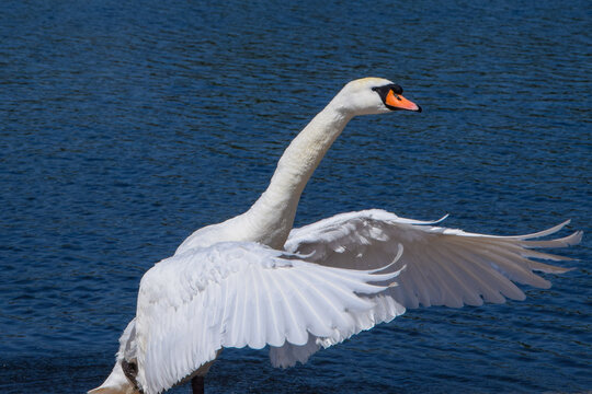 A mute swan flaps his wings in a lake - Powered by Adobe