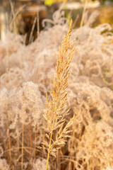 Chinese silver grass or Miscanthus Sinensis Fidel Elegans plant in Saint Gallen in Switzerland 13.11.2025
