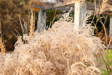 Chinese silver grass or Miscanthus Sinensis Fidel Elegans plant in Saint Gallen in Switzerland 13.11.2025