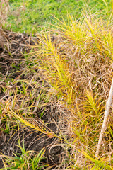 Palm sedge or Carex Muskingumensis plant in Saint Gallen in Switzerland 13.11.2025