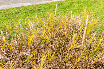 Palm sedge or Carex Muskingumensis plant in Saint Gallen in Switzerland 13.11.2025
