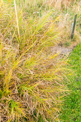 Palm sedge or Carex Muskingumensis plant in Saint Gallen in Switzerland 13.11.2025