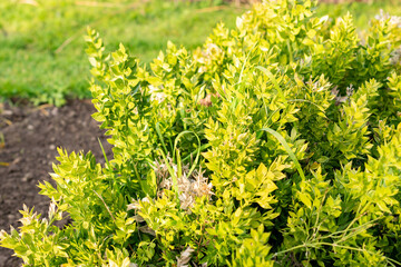 Butchers broom or Ruscus Aculeatus plant in Saint Gallen in Switzerland 13.11.2025