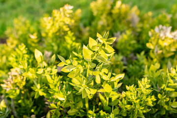 Butchers broom or Ruscus Aculeatus plant in Saint Gallen in Switzerland 13.11.2025