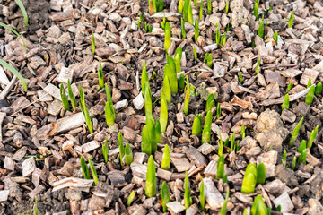 Summer snowflake or Leucojum Aestivum plant in Saint Gallen in Switzerland 13.11.2025