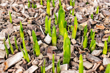 Summer snowflake or Leucojum Aestivum plant in Saint Gallen in Switzerland 13.11.2025