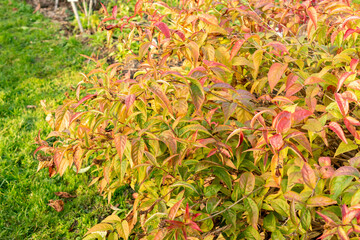 Southern bush honeysuckle or Diervilla Sessilifolia plant in Saint Gallen in Switzerland 13.11.2025