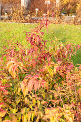 Southern bush honeysuckle or Diervilla Sessilifolia plant in Saint Gallen in Switzerland 13.11.2025