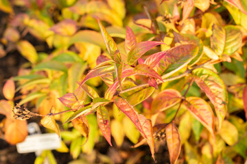 Southern bush honeysuckle or Diervilla Sessilifolia plant in Saint Gallen in Switzerland 13.11.2025