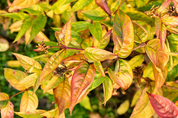 Southern bush honeysuckle or Diervilla Sessilifolia plant in Saint Gallen in Switzerland 13.11.2025