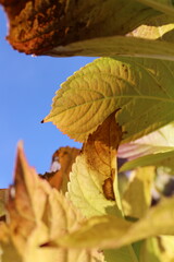 Close up of a hydrangea leaf showing its intricate vein structure and vibrant autumn colors in detail