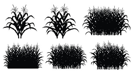 Silhouettes of corn plants in various stages of growth depicted clearly © inhrvect