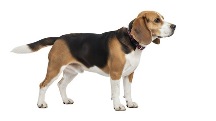 Alert beagle dog standing a medium-sized hound isolated on white background