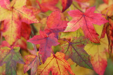 Liquidambar styraciflua or sweet gum tree leaves in autumn