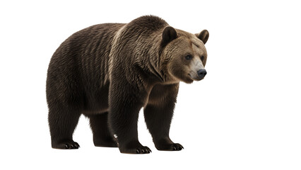 Brown grizzly bear standing isolated on white background wildlife animal photography