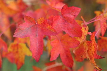 Liquidambar styraciflua or sweet gum tree leaves in autumn