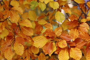 Close up of beech tree leaves in autumn