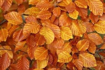 Close up of beech tree leaves in autumn