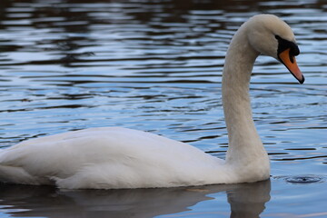Obraz premium Close up of a mute swan swimming on a lake