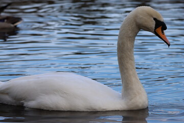 Fototapeta premium Close up of a mute swan swimming on a lake