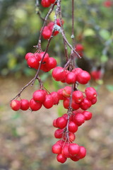 Crab apples on a tree in autumn