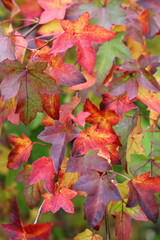 Liquidambar styraciflua or sweet gum tree leaves in autumn