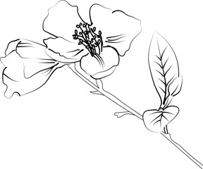 Quince flower line drawings, hand-painted Honeysuckle flower wall art, Quince flowers botanical wall art, simple Quince drawing outline honeysuckle flower drawing, Quince flowers line art