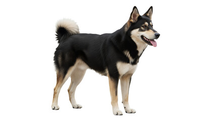 Siberian Husky mix dog standing isolated on white background a beautiful pet portrait