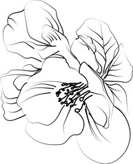 Cute kids coloring pages, easy Quince flower, honeysuckle flower vector art, simple flower drawing, unique flowers coloring page