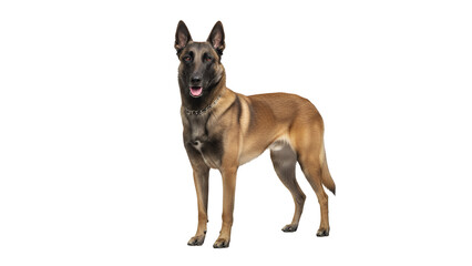 Alert Belgian Malinois dog standing full body shot isolated on white representing canine agility and breed standards