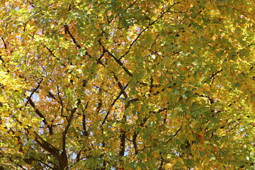 Autumn leaf colours on a beech tree