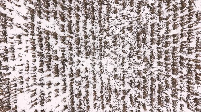 Corn agricultural field damaged with early snow