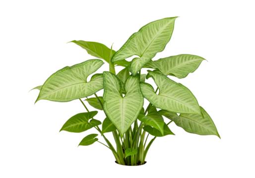 Lush green Syngonium podophyllum plant also known as Arrowhead Plant isolated on a white background.